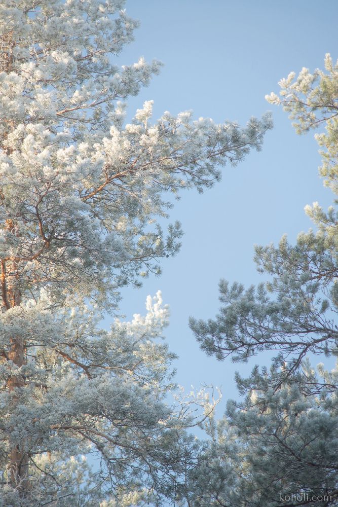 Волшебное утро