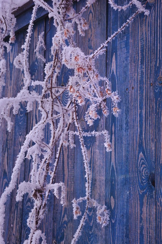 Хмельная изморозь