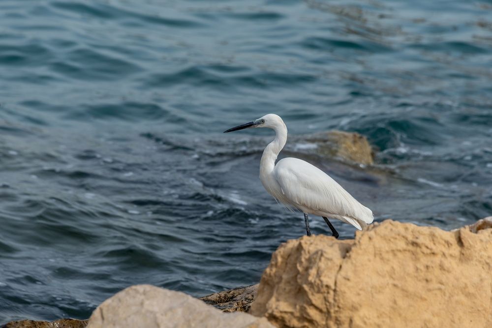 Photo 2516978