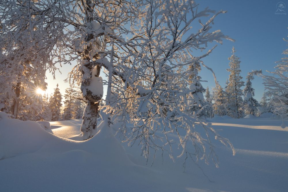 Зимний лес на Кольском