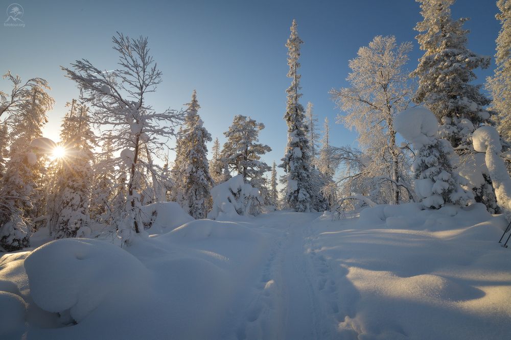 Зимний лес на Кольском