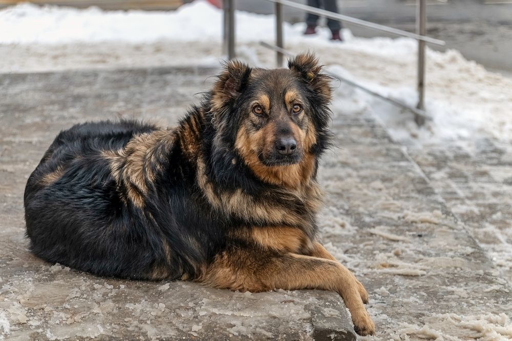 Жизнь собачья