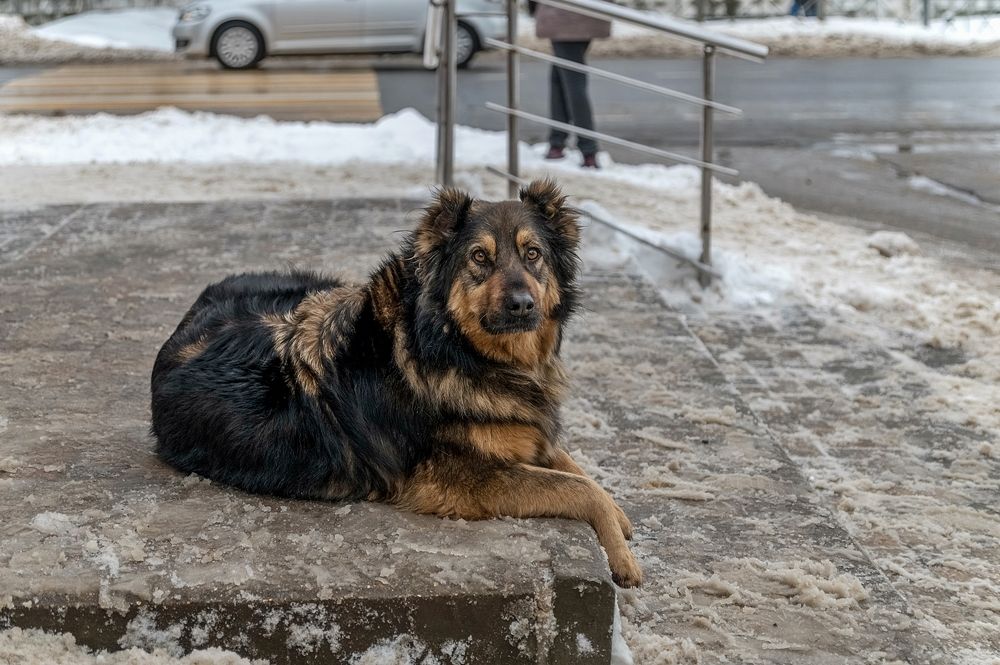 Жизнь собачья