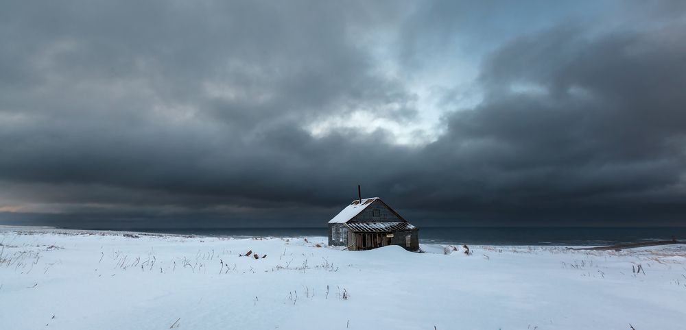 Командоры в цвете
