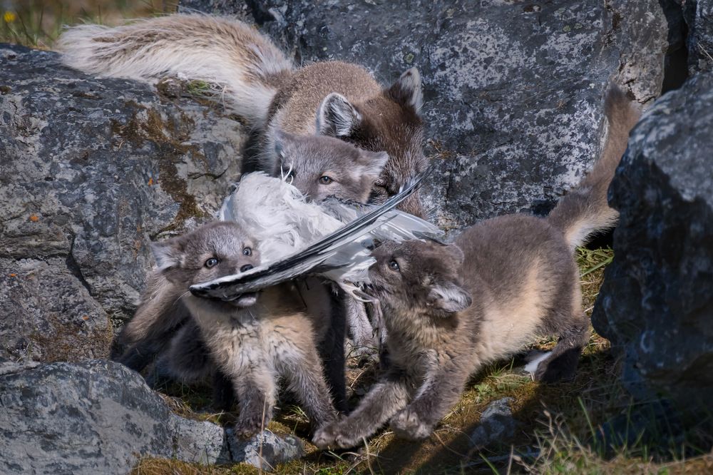 Arctic Foxes