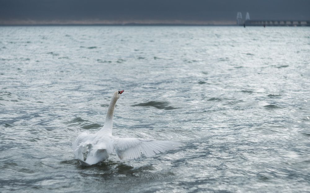 Однажды в серебряном море.