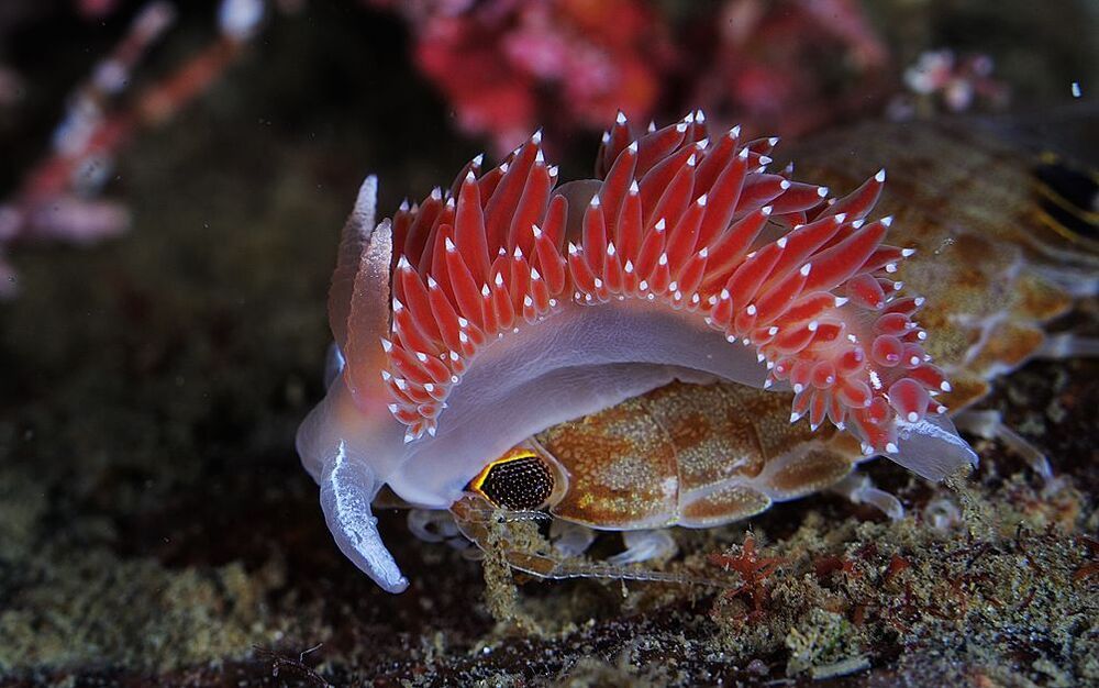 Japan Sea. Rudnaya Bay. Flabellina verrocosa & Izopoda