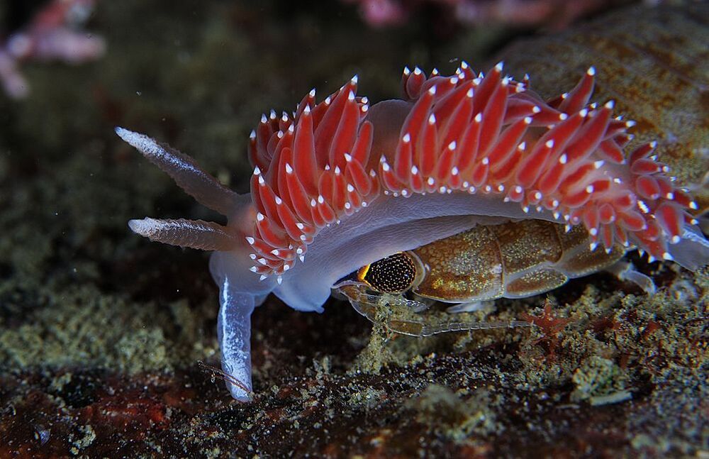 Japan Sea. Rudnaya Bay. Flabellina verrocosa & Izopoda