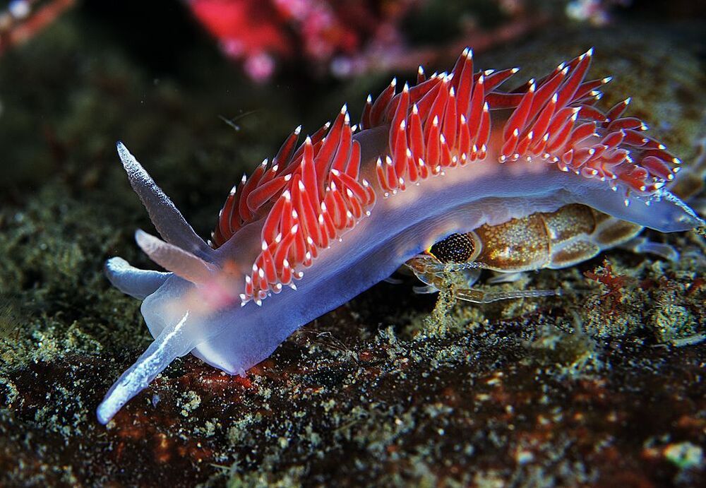 Japan Sea. Rudnaya Bay. Flabellina verrocosa & Izopoda