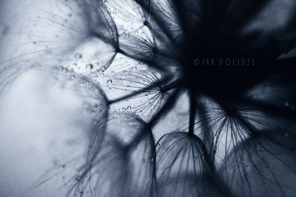 Dandelion