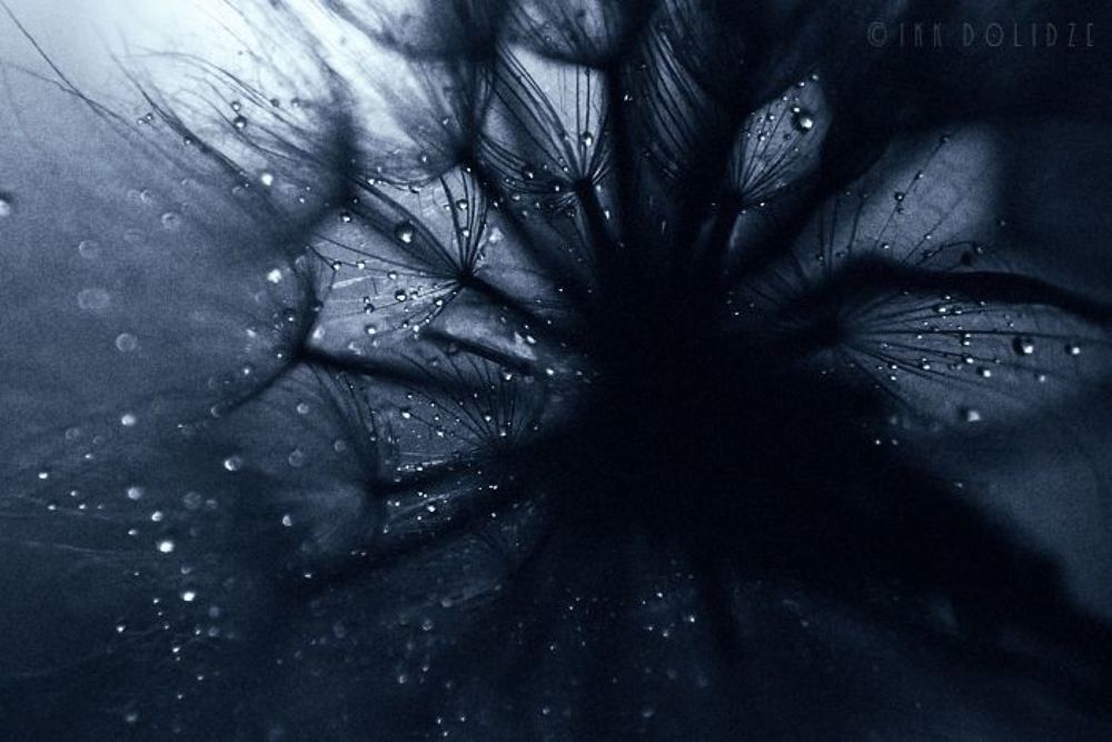 Dandelion
