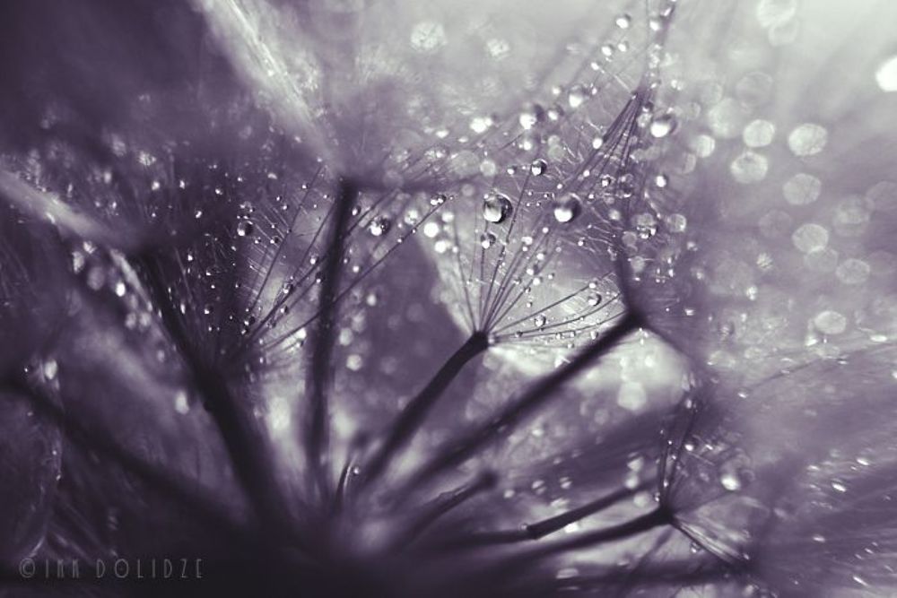 Dandelion