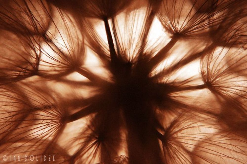 Dandelion