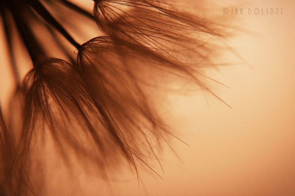 Dandelion