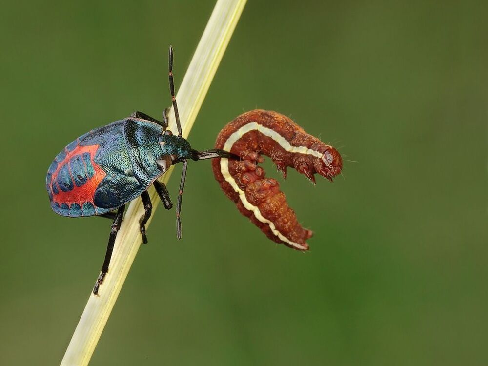 Predator