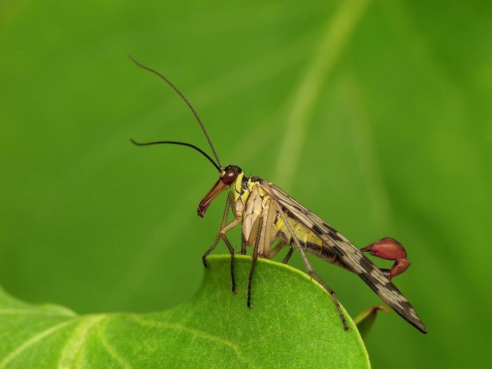Scorpion Fly
