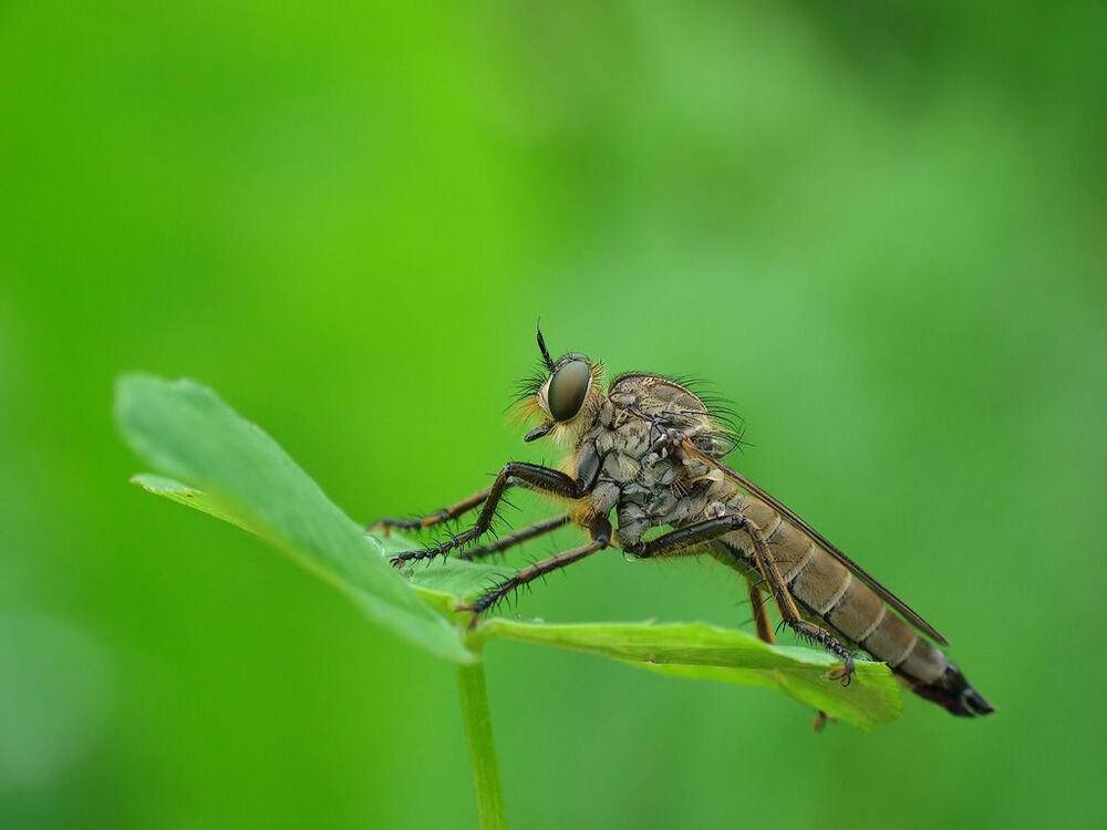 Robber Fly
