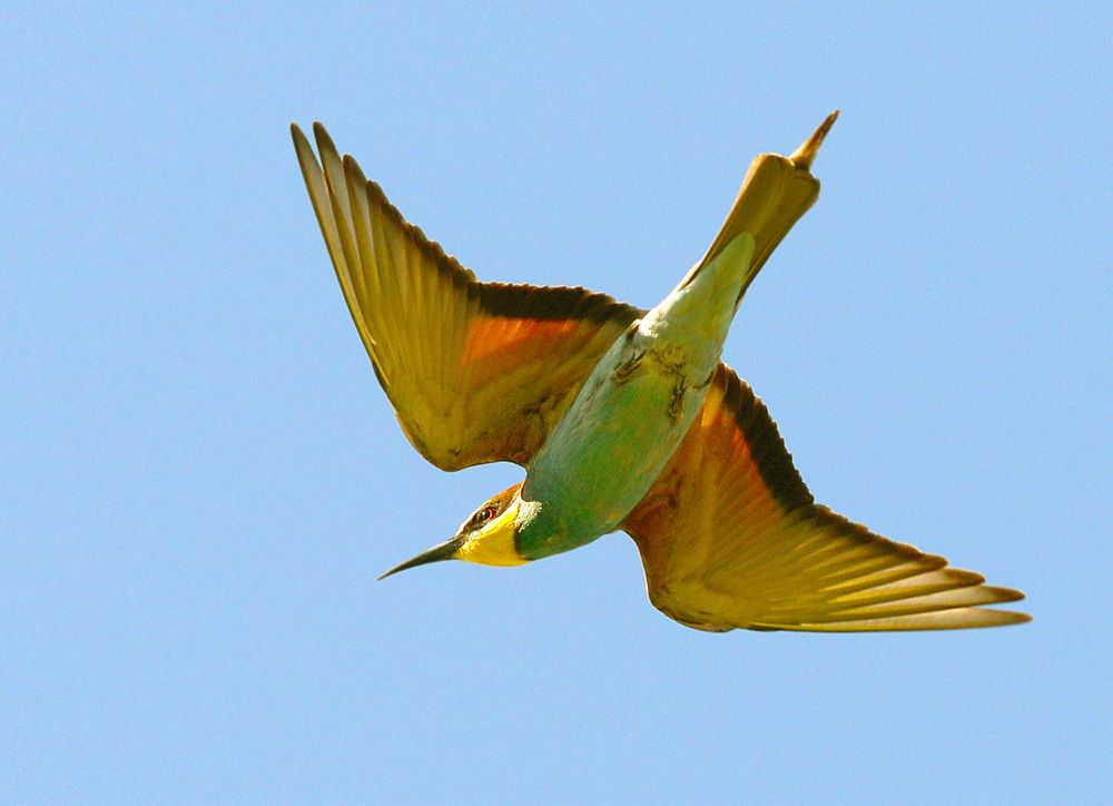 European Bee-eater Щурка золотистая