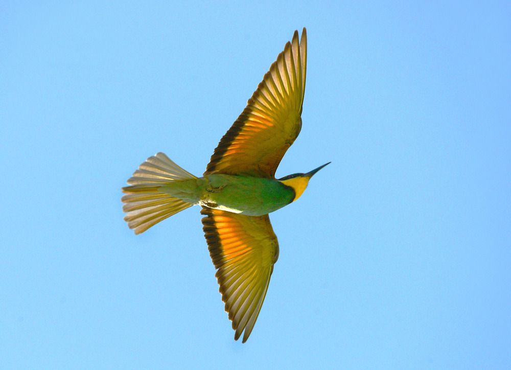 European Bee-eater Щурка золотистая