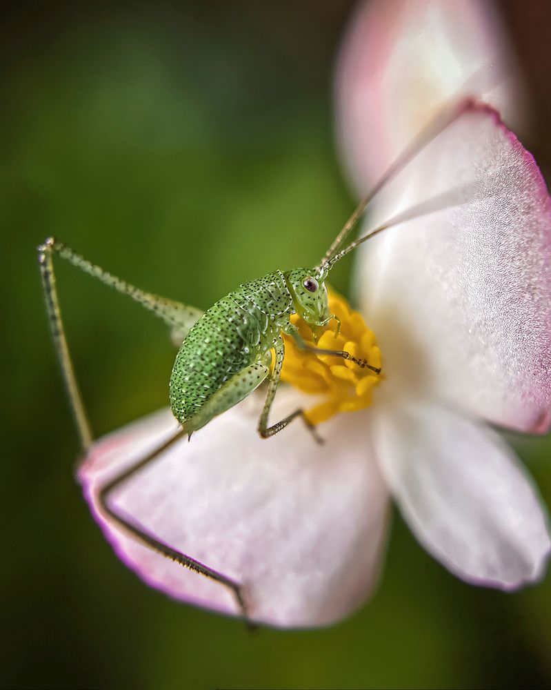 Macro