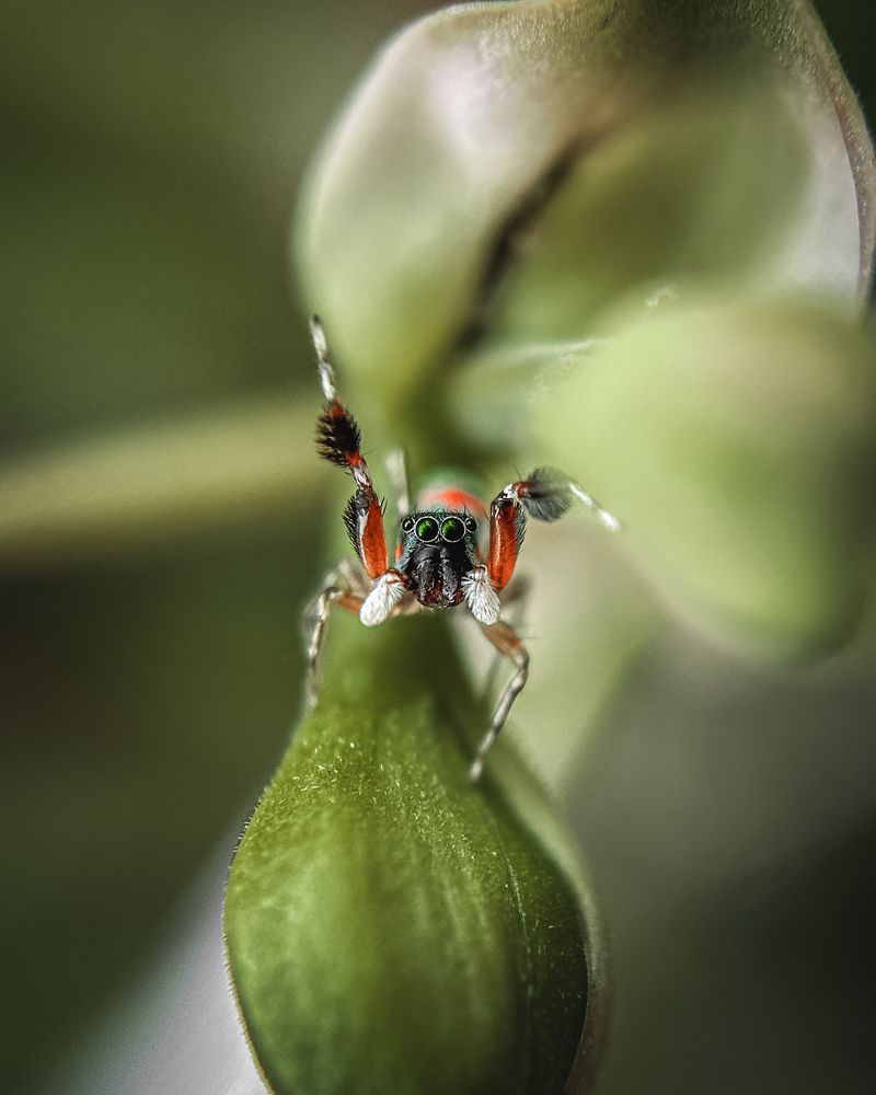 Macro