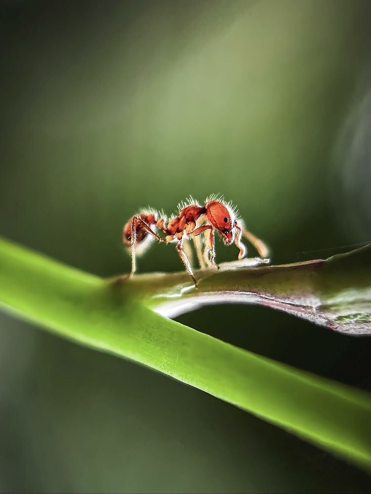 Macro