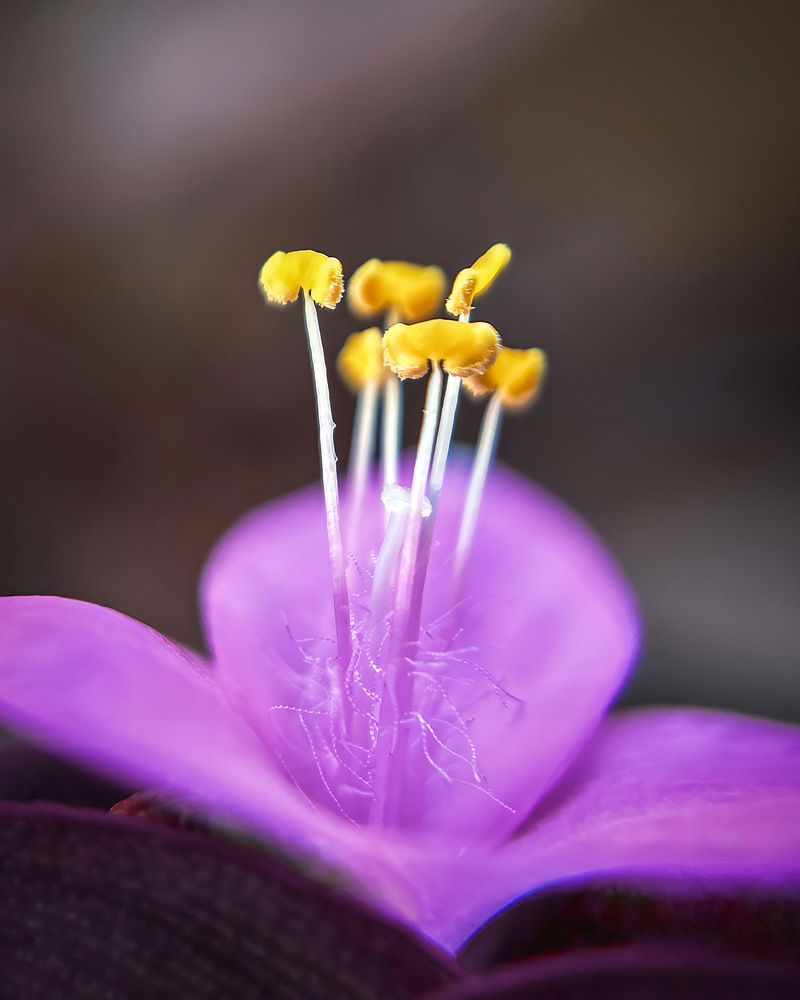 Macro