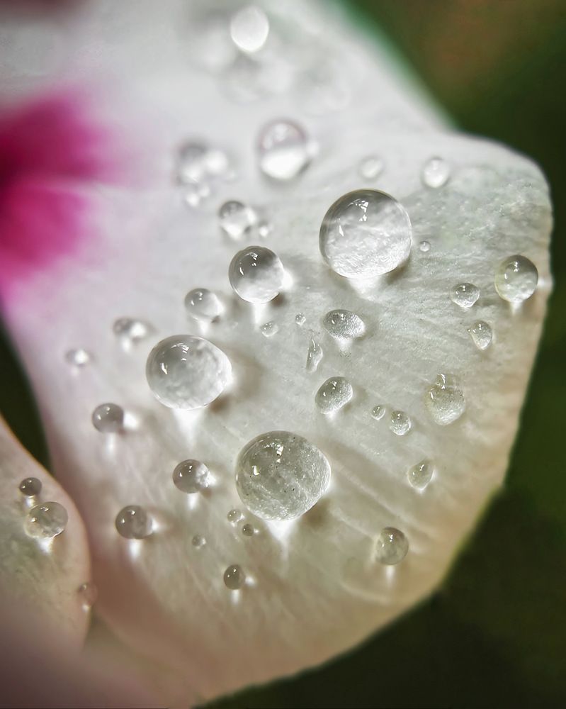 Macro