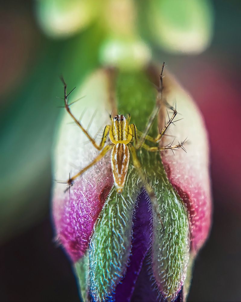 Macro