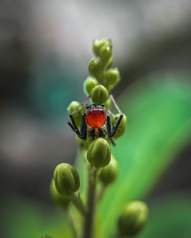 Macro