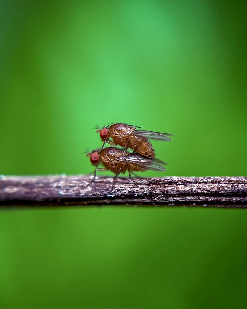 Macro