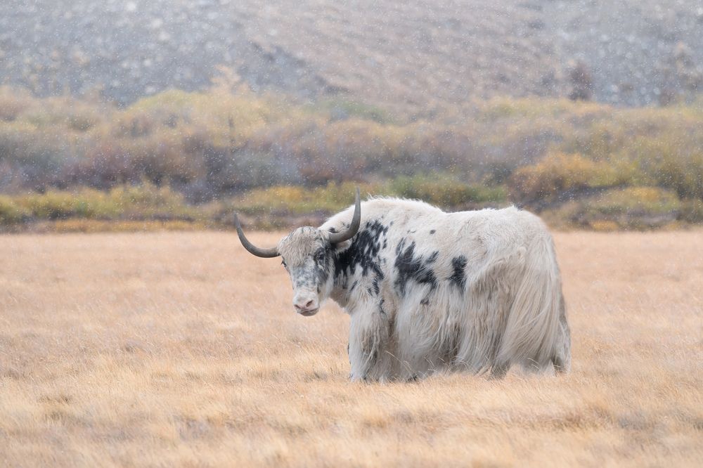 Обитатели прерий. / Inhabitants of the prairies.