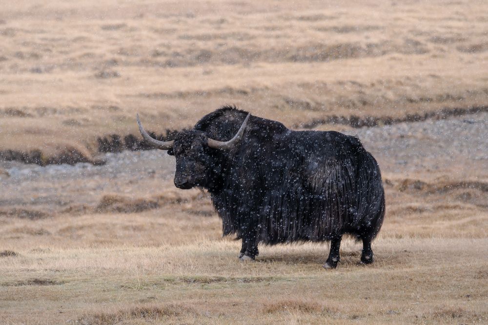Обитатели прерий. / Inhabitants of the prairies.