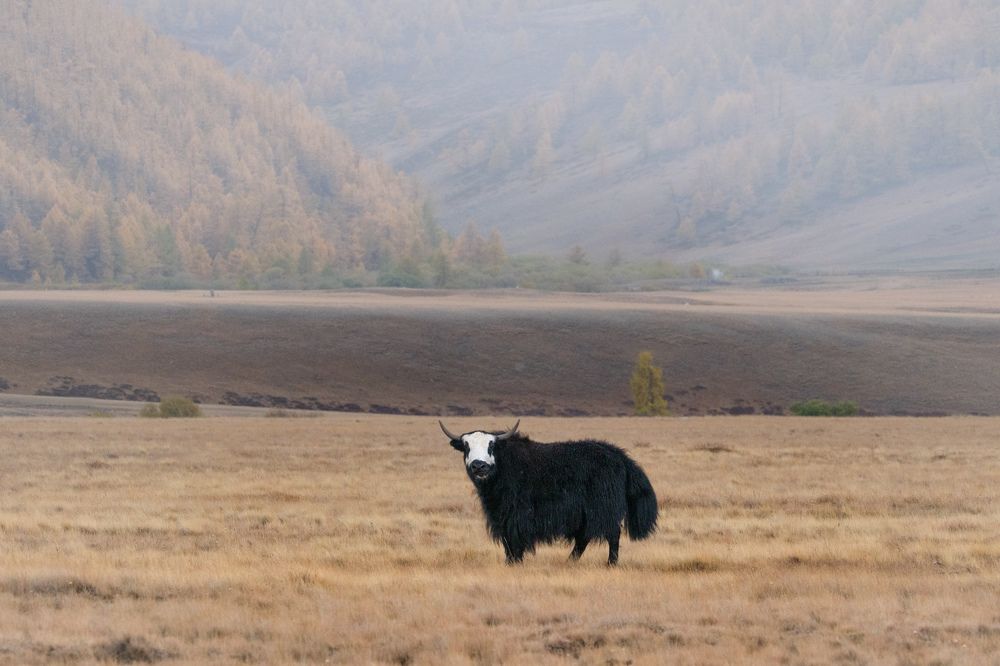 Обитатели прерий. / Inhabitants of the prairies.