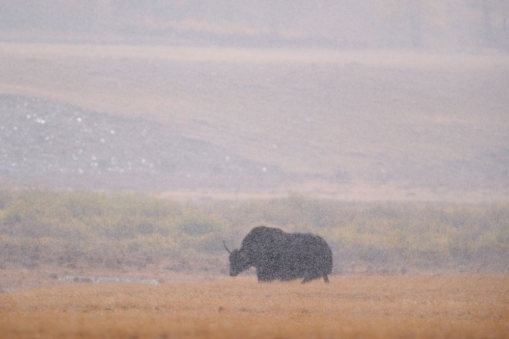 Обитатели прерий. / Inhabitants of the prairies.
