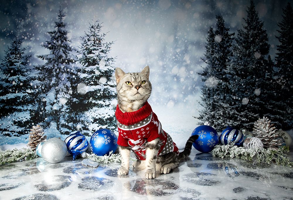 Котики к Праздникам! Всех С Наступающим Новым Годом!
