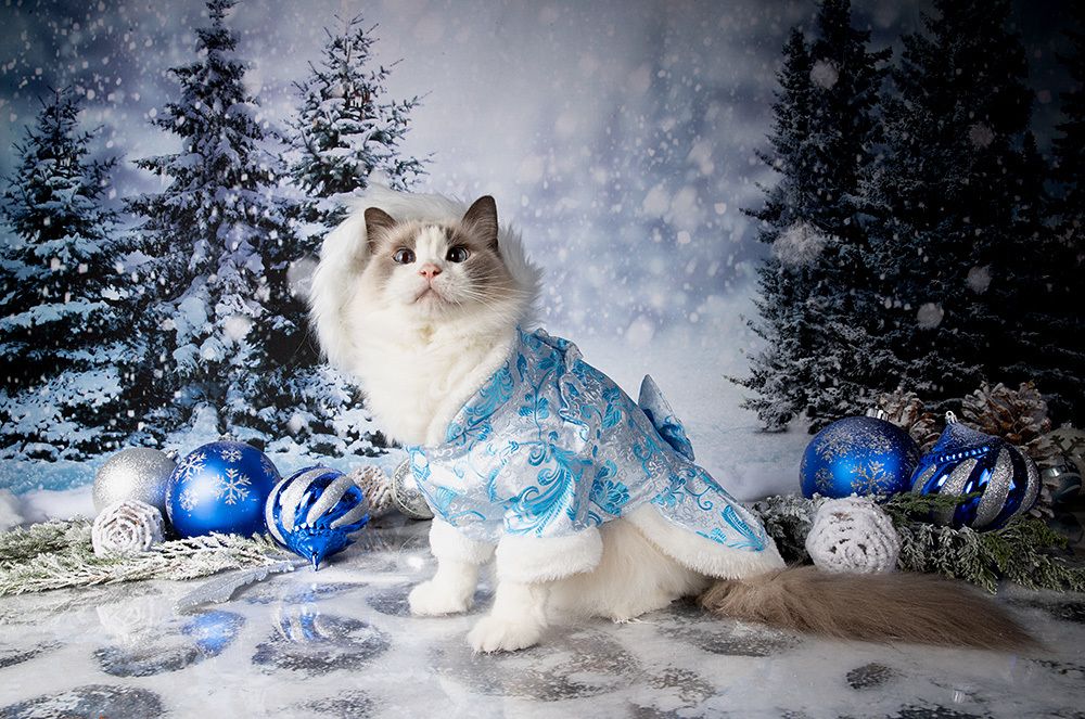 Котики к Праздникам! Всех С Наступающим Новым Годом!