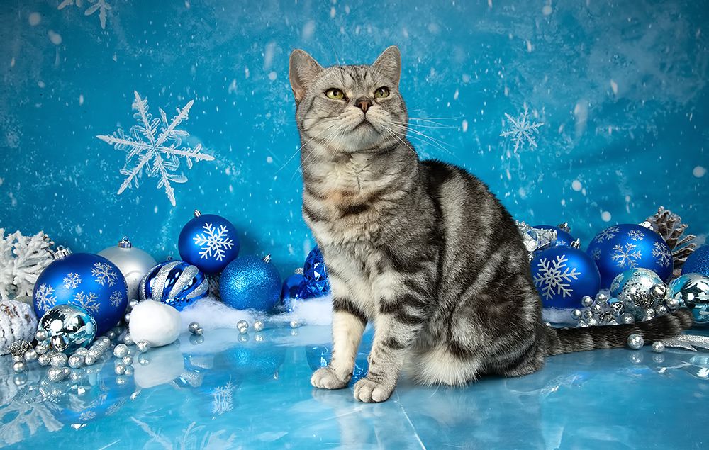 Котики к Праздникам! Всех С Наступающим Новым Годом!