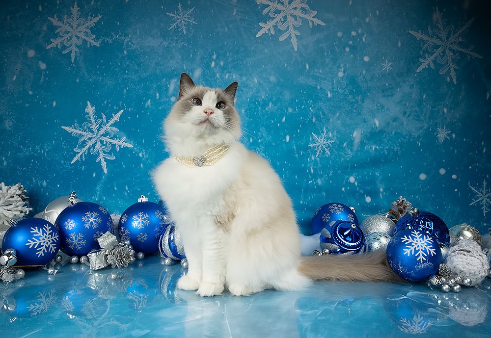 Котики к Праздникам! Всех С Наступающим Новым Годом!