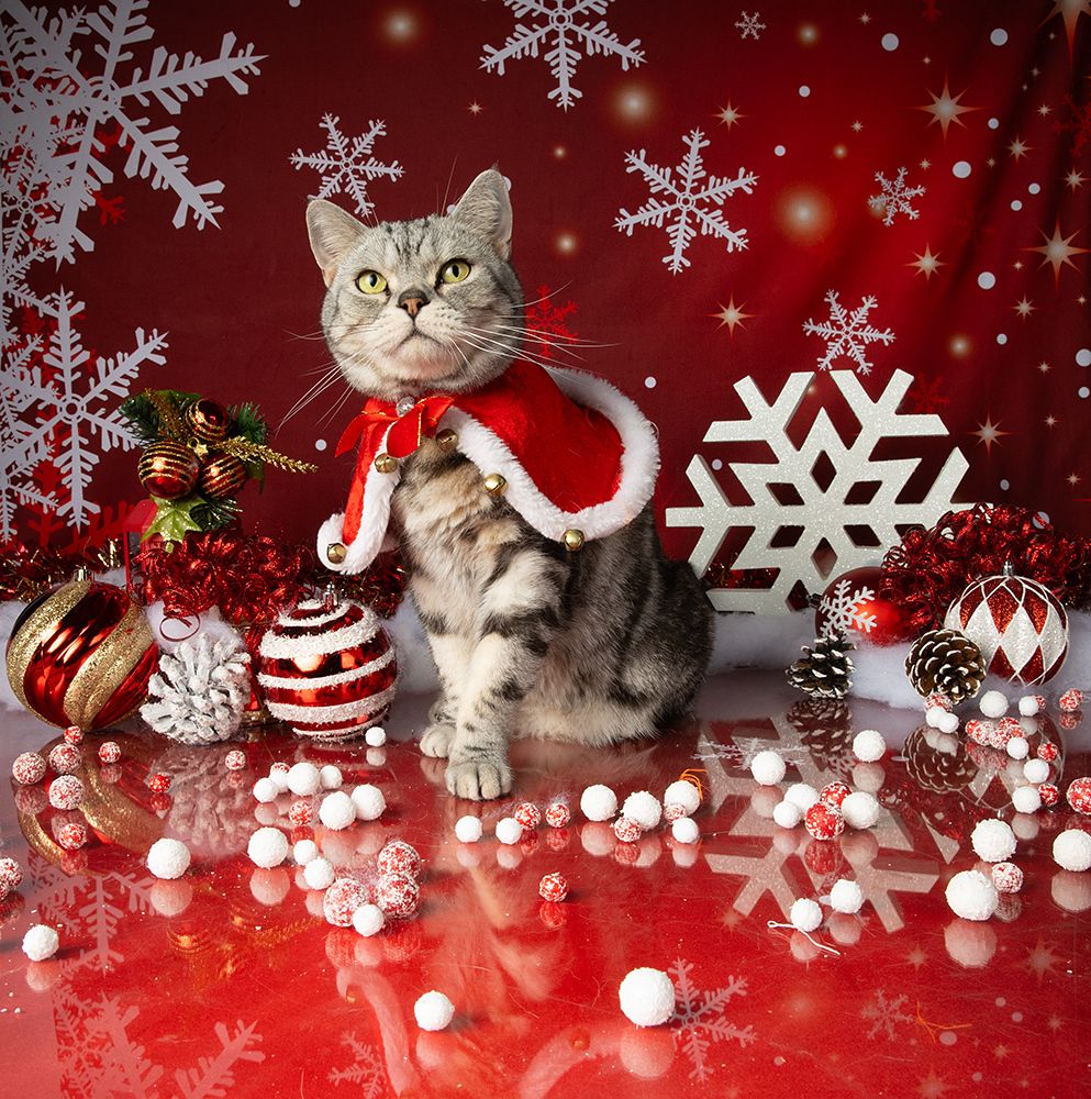 Котики к Праздникам! Всех С Наступающим Новым Годом!
