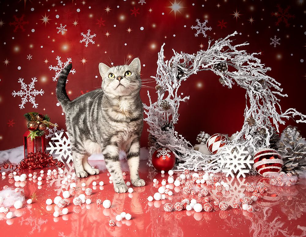 Котики к Праздникам! Всех С Наступающим Новым Годом!