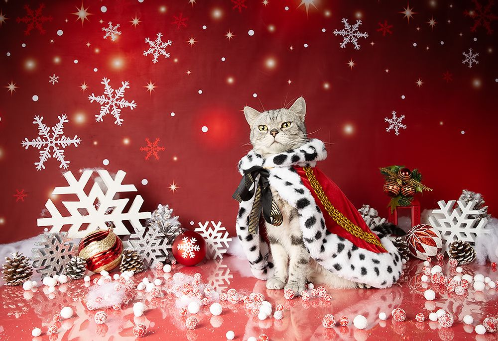 Котики к Праздникам! Всех С Наступающим Новым Годом!