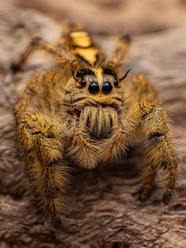Jumping Spiders