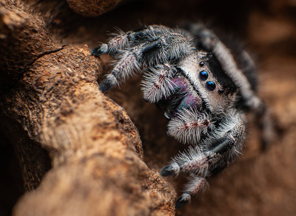 Jumping Spiders