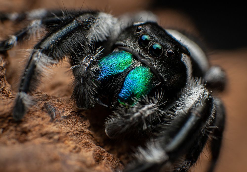 Jumping Spiders