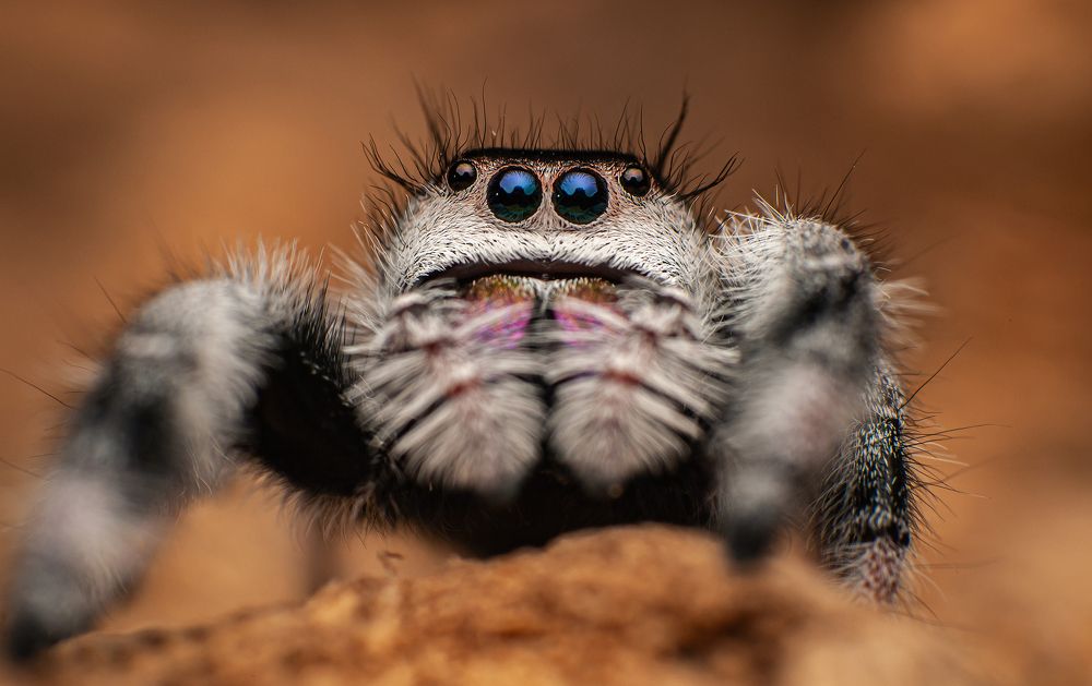 Jumping Spiders