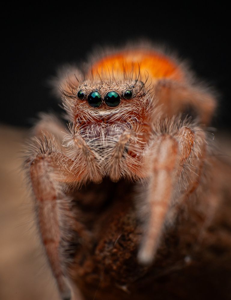 Jumping Spiders