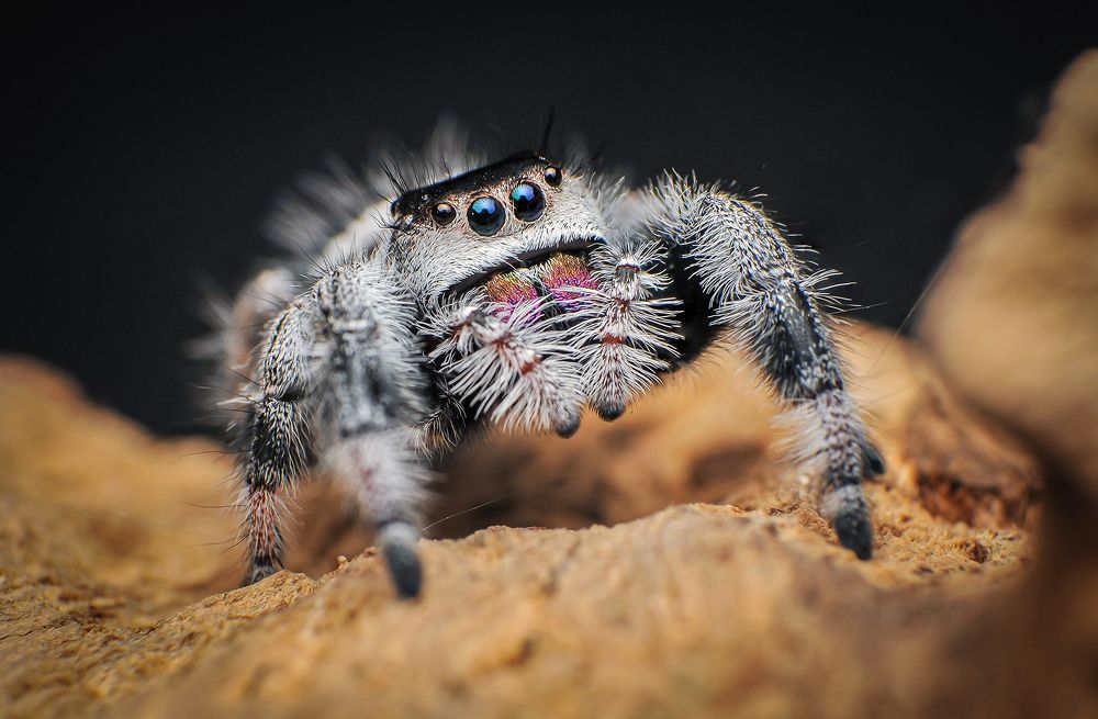 Jumping Spiders