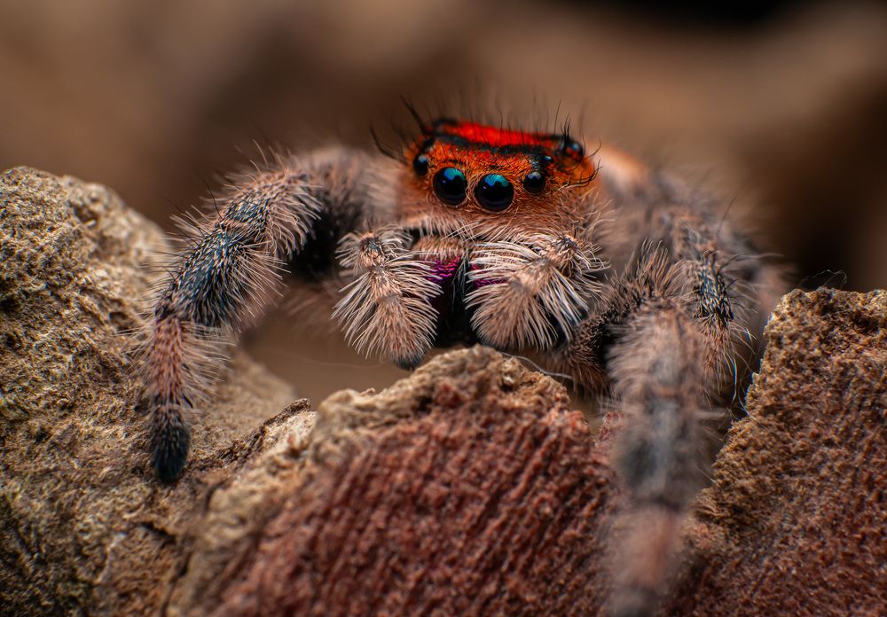 Jumping Spiders
