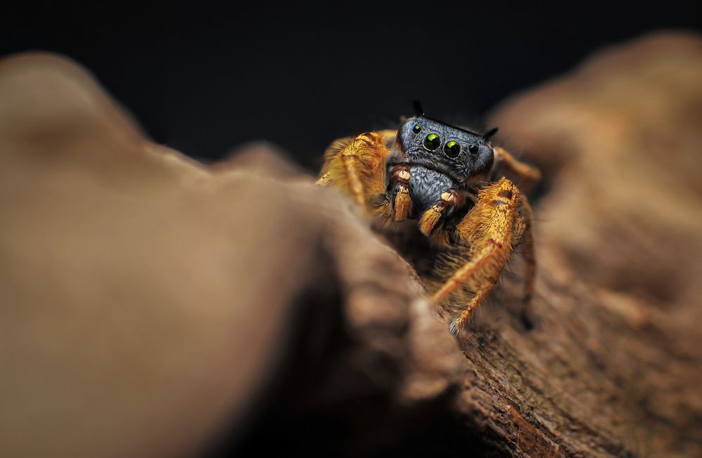 Jumping Spiders
